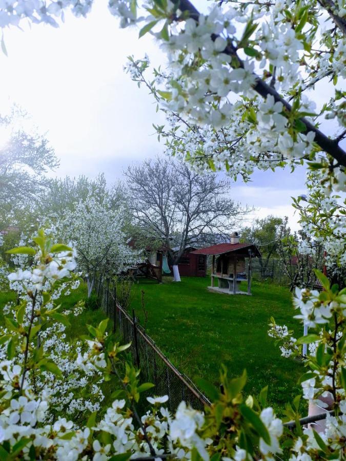 ホテル Casa Stely Rîşnov エクステリア 写真